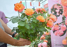 Een close-up van Sugar Candy Rose.